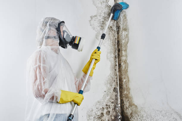 Best Crawl Space Mold Remediation in Coshocton, OH