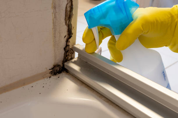 Best Attic Mold Remediation in Coshocton, OH