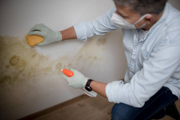 Best Bathroom Mold Remediation in Coshocton, OH