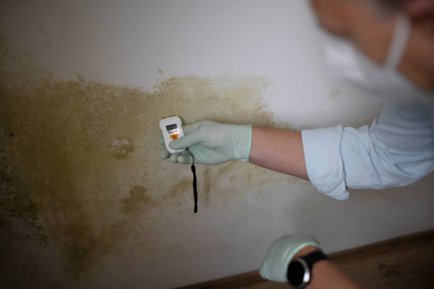 Best Attic Mold Remediation in Coshocton, OH