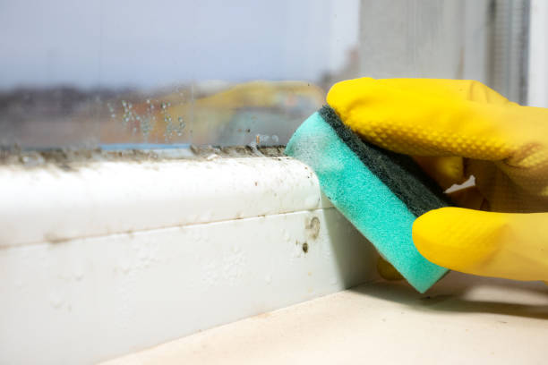 Best White Mold Remediation in Coshocton, OH
