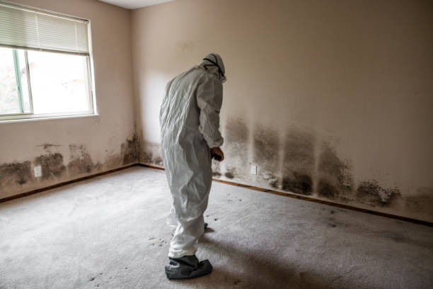 Best Commercial Mold Remediation in Coshocton, OH