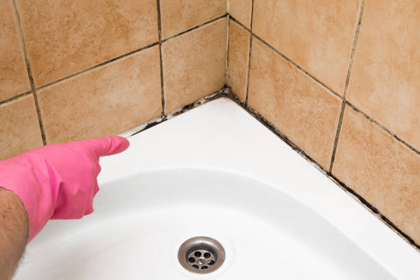 Best Preventive Mold Services in Coshocton, OH